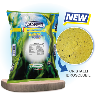DOBER SEAWEED intro trasp