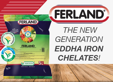 Ferland